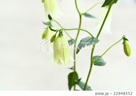 ホタルブクロ ホタルブクロ 22948552