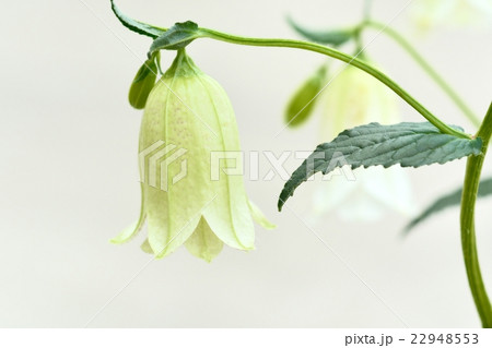 ホタルブクロ ホタルブクロ 22948553