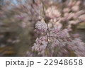 cheery blossom with zoom technic 22948658