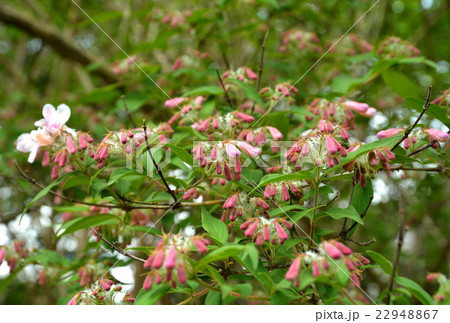 樹木：ショウキウツギ　スイカズラ科 22948867