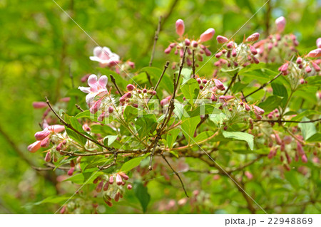 樹木：ショウキウツギ　スイカズラ科 22948869