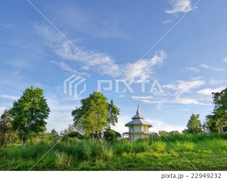 Natural Green tree and grass with blue sky 22949232