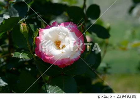 バラの花 バラの花 22949289