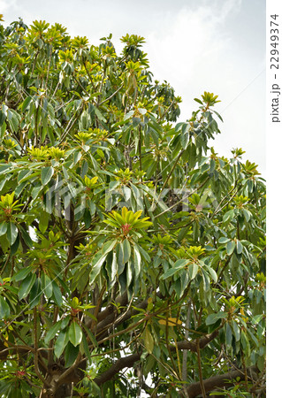 樹木:ユズリハ ユズリハ科 樹木:ユズリハ ユズリハ科 22949374