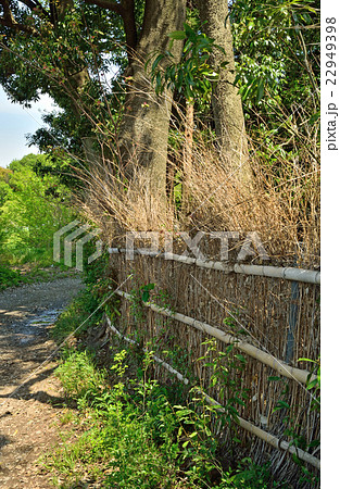 見沼田圃：防風林 22949398