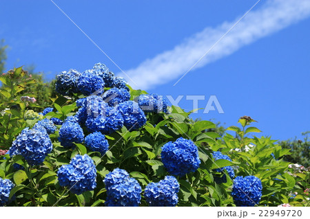 アジサイと青空 アジサイと青空 22949720