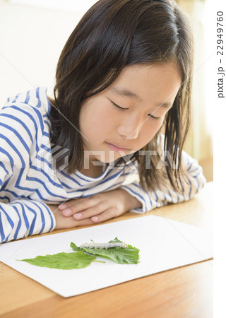 カイコの観察 22949760