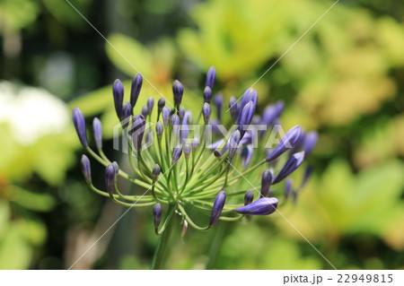 アガパンサスのつぼみ 22949815