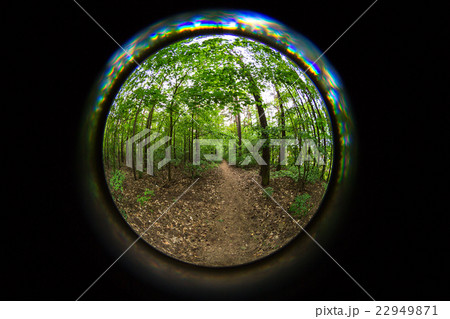 autumn forest and fisheye lens autumn forest and fisheye lens 22949871
