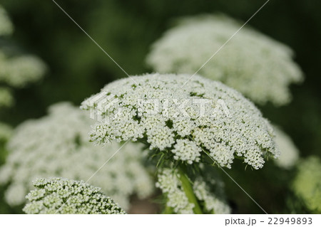 ブルーレースフラワー ブルーレースフラワー 22949893