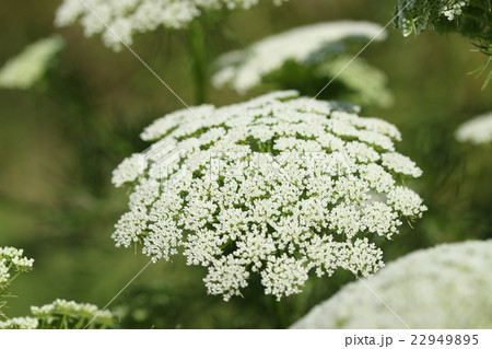 ブルーレースフラワー ブルーレースフラワー 22949895