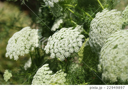 ブルーレースフラワー 22949897