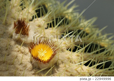 金鯱 サボテン の花の写真素材