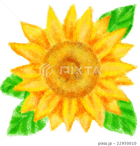 ひまわり ひまわり 22950010