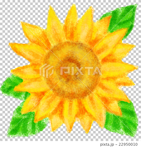 ひまわり ひまわり 22950010