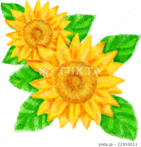 ひまわり 22950011