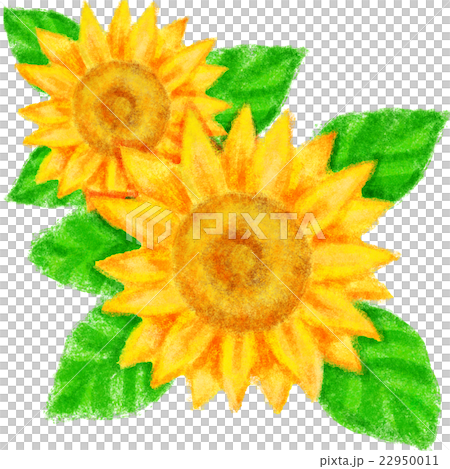ひまわり 22950011