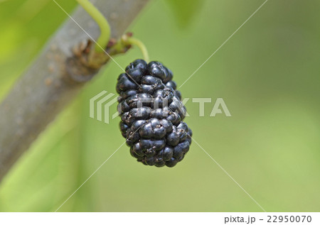 桑の実 22950070