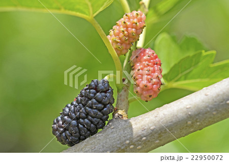 桑の実 22950072