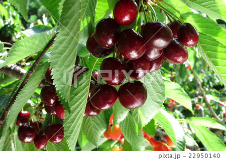 サクランボ 22950140