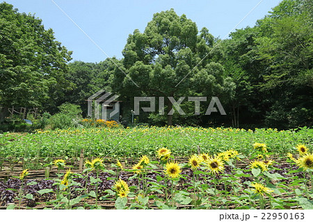 よろこびの庭のひまわり 22950163