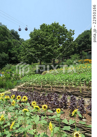 よろこびの庭のひまわり 22950166