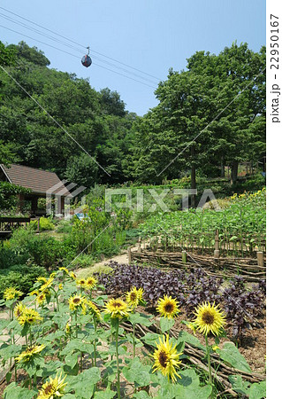 よろこびの庭のひまわり 22950167