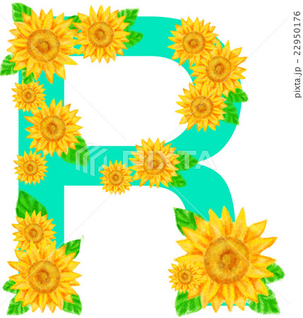 ヒマワリ_アルファベット_R 22950176
