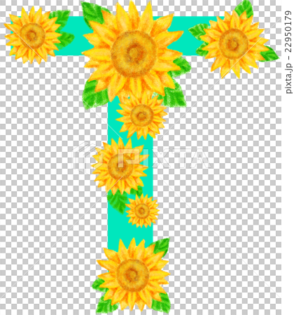 ヒマワリ_アルファベット_T ヒマワリ_アルファベット_T 22950179