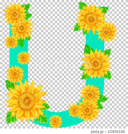 ヒマワリ_アルファベット_U ヒマワリ_アルファベット_U 22950180