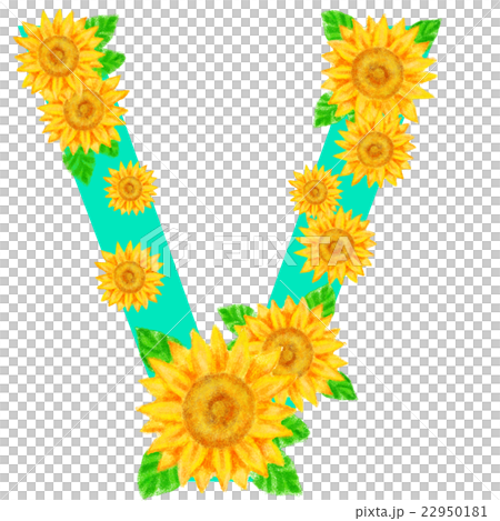ヒマワリ_アルファベット_V ヒマワリ_アルファベット_V 22950181