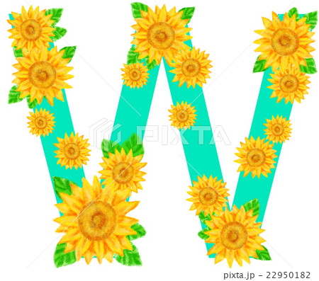 ヒマワリ_アルファベット_W ヒマワリ_アルファベット_W 22950182