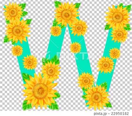 ヒマワリ_アルファベット_W ヒマワリ_アルファベット_W 22950182