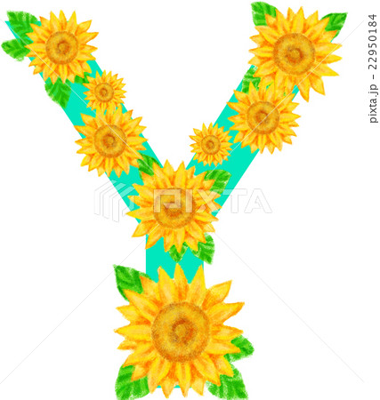ヒマワリ_アルファベット_Y 22950184