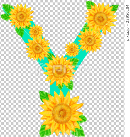 ヒマワリ_アルファベット_Y 22950184