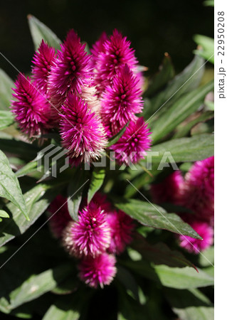 セロシア・カラカス／灼熱の女王 22950208