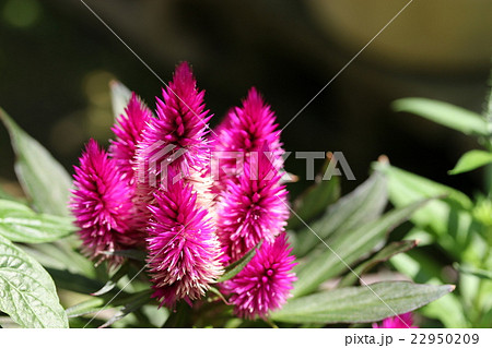 セロシア・カラカス／灼熱の女王 22950209