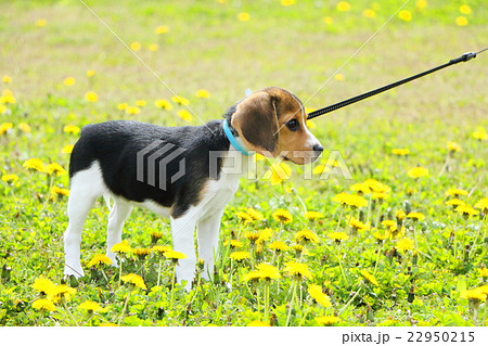 子犬と散歩　たんぽぽの中 22950215