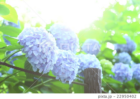 あじさい 22950402