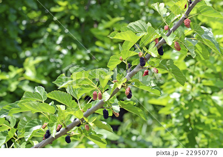桑の実 22950770