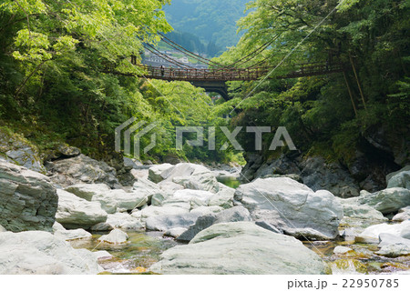 祖谷のかづら橋 22950785