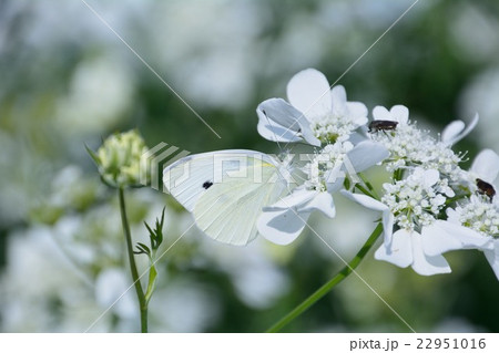 白い花に白い蝶の写真素材