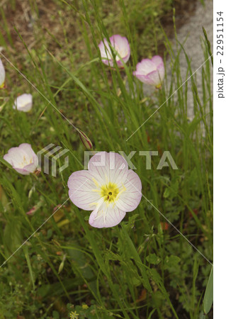 昼咲月見草 昼咲月見草 22951154