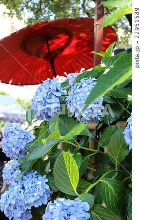 紫陽花と和傘の写真素材