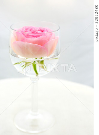薔薇 薔薇 22952430