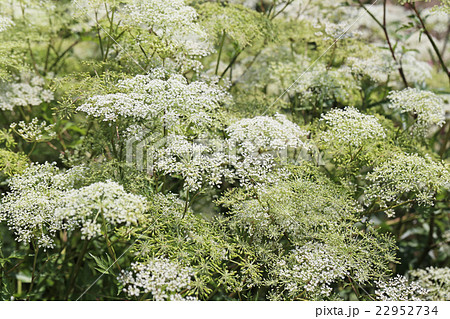 トウキ トウキ 22952734