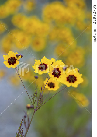 ハルシャギク 22952798