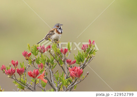 ホオアカ 22952799