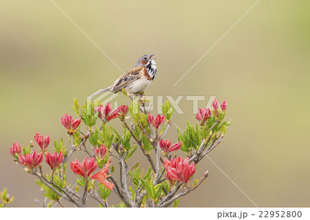 ホオアカ 22952800