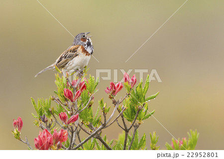 ホオアカ ホオアカ 22952801